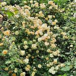 Judy Baugh - @bjude9 - Instagram