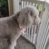 Annie - @judybird4 - TikTok