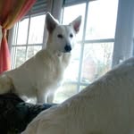Judy le Berger Blanc Suisse - @judy_blanc - Instagram