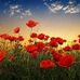Judith Boardman - Facebook