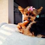 Judy Bosch - @gmabosch - Instagram