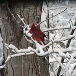Judy Bourne - @severncreekcrafted - Instagram
