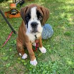 Judy - @judy_the_boxer_dog - Instagram