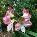 Judy Brady - @judy.brady.376 - Instagram