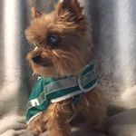 Judy Buschini - @judybuschini - Instagram