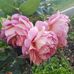 Judy Button - Facebook