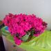 Judy Canfield - Facebook