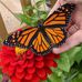 Judy Canfield - Facebook