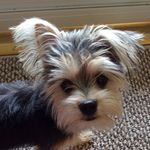 Judy capps - @codybear_the_morkie - Instagram