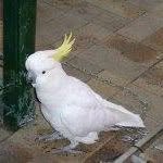 Judy Brennan - @judy.chickenyahoo.com.au_ - Instagram