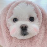 사랑둥이들 - @judy_dori_cloud - Instagram