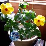 Judy Burwell Coe - @jcoe03 - Instagram