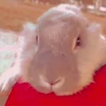 judy robs - @judy_coelinha_21 - Instagram
