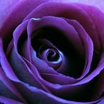 Judy Coy - @judy.coy.142 - Instagram