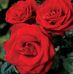 Judy Denson - Facebook