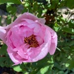 Judy Denton - @judytdenton - Instagram