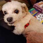 judy devries - @judithedevries - Instagram