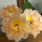 Judy Downey - @judydowney2509 - Instagram
