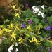 Judy Driver - Facebook