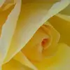 judyfaris747 - @judyfaris747 - TikTok