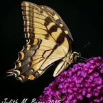Judy Ferris Bosco - @judyferrisbosco - Instagram