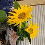 Judith Ellman Glaser - @npkjudy - Instagram