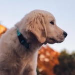 Judy | golden retriever - @judy_goldendog - Instagram