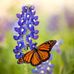 Judy Granger - Facebook