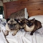 Judy Guest - @judyzoltan - Instagram