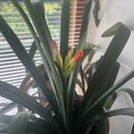 Judy Guy-Briscoe - @guybriscoejudy - Instagram