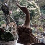 Judy Hardwick - @freezingduck - Instagram