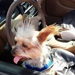 Judys Page - @judy.a.harness - Instagram