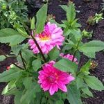 Judy Cole Hedges - @jehboiler - Instagram