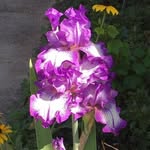Judy Hoffmann Langewisch Sieve - @judy.sieve.5 - Instagram