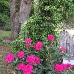 Judy P. Hooks - @judie1120 - Instagram