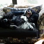 Judy Huerta - @happytailsas - Instagram