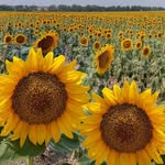 Judy Huff - @judyhuff77 - Instagram