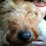 Home of Crazy 3  🐶🐩🐰 - @judyhung - Instagram