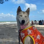 judy - @judy_husky23 - Instagram