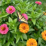 Judi Koedel Ickes - @judiickes - Instagram