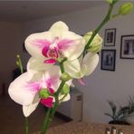 Judy Ingham - Facebook