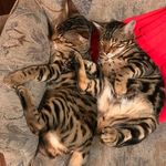 Judy Turk-Jablonski - @beanscocoatrixie - Instagram