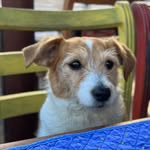 @judy_jackrussel_familly - Instagram
