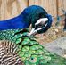 Judy Keese - Facebook