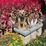 Judy Ludlam-Kenyon - @judykenyon_petstylist - Instagram