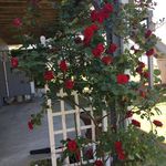 Judy Kiser - @jjkiser226 - Instagram