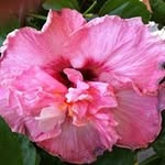 Judy Knapp Schwartz - @judyknappschwartz - Instagram