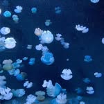 Judy Koh - @judy.koh.3572 - Instagram