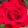 Judy@Leo - @judy_leo - TikTok