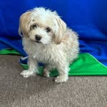 Judy Levisy - @judylevisy - Instagram